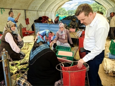 Bursa’da patlıcan hasat zamanı