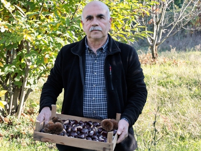 Bursa’da kestane hedefi 3,5 bin ton