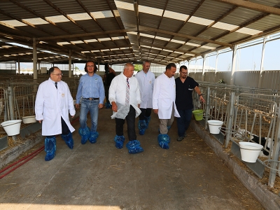 Bursa’da şap aşılaması Karacabey’de başladı