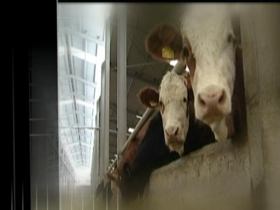 Büyükbaş Hayvancılıkta Barınaklar