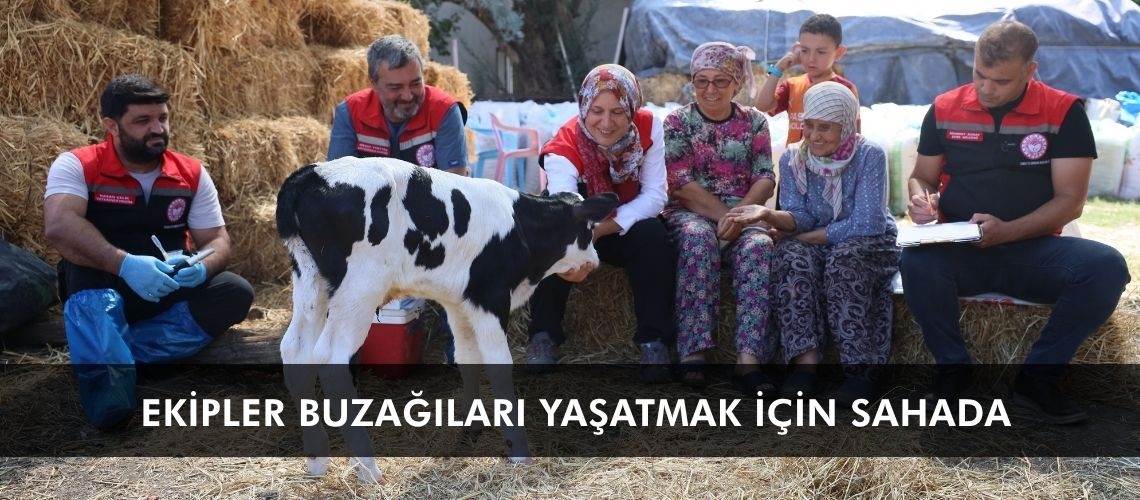 Ekipler buzağıları yaşatmak için sahada