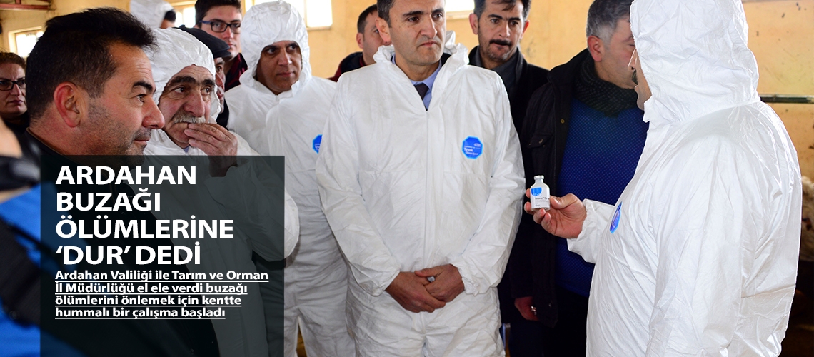 Ardahan buzağı ölümlerine ‘dur’ dedi