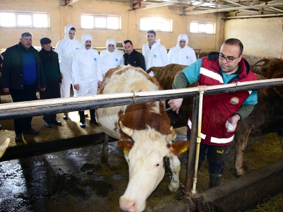 Ardahan buzağı ölümlerine ‘dur’ dedi