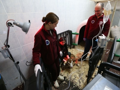 Buzağılar için ozon tedavisi projesi hazır