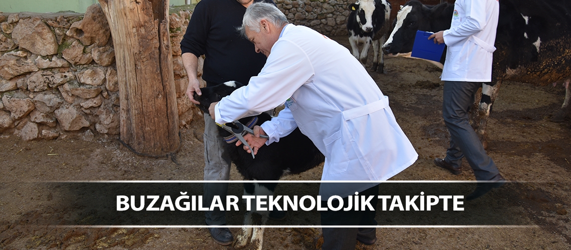 Buzağılar teknolojik takipte