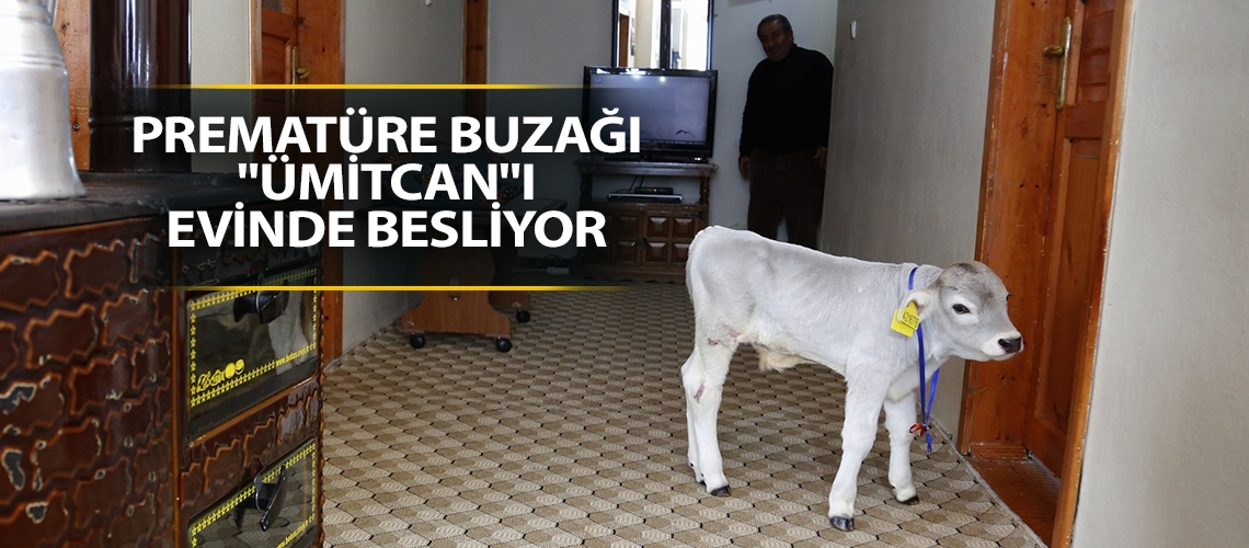 Prematüre buzağı 