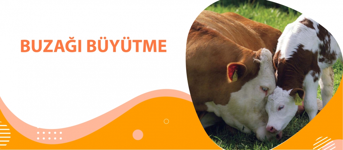 BUZAĞI BÜYÜTME