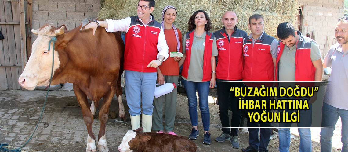 “Buzağım Doğdu” ihbar hattına yoğun ilgi