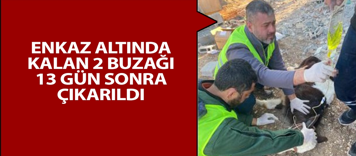 Enkaz altında kalan 2 buzağı 13 gün sonra çıkarıldı