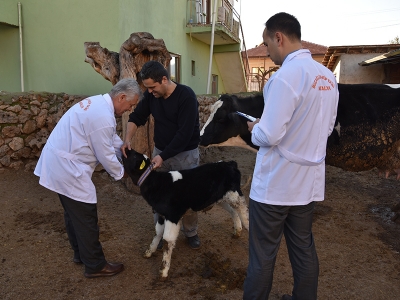 Buzağılar teknolojik takipte