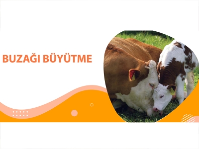 BUZAĞI BÜYÜTME