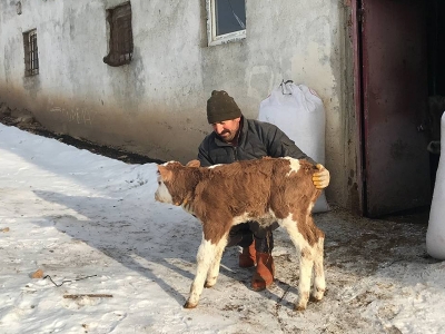 Suni tohumlama ile süt ırkına ait ilk buzağı doğdu
