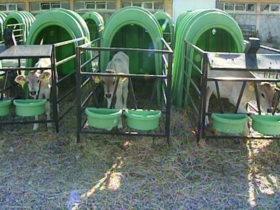 Buzağıların Bakım ve Beslenmesi