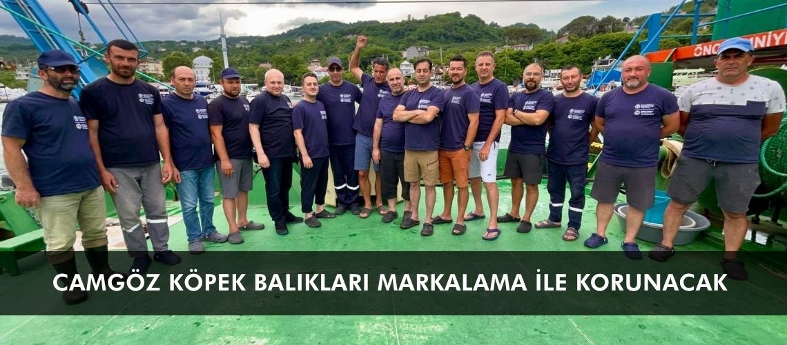 Camgöz köpek balıkları markalama ile korunacak