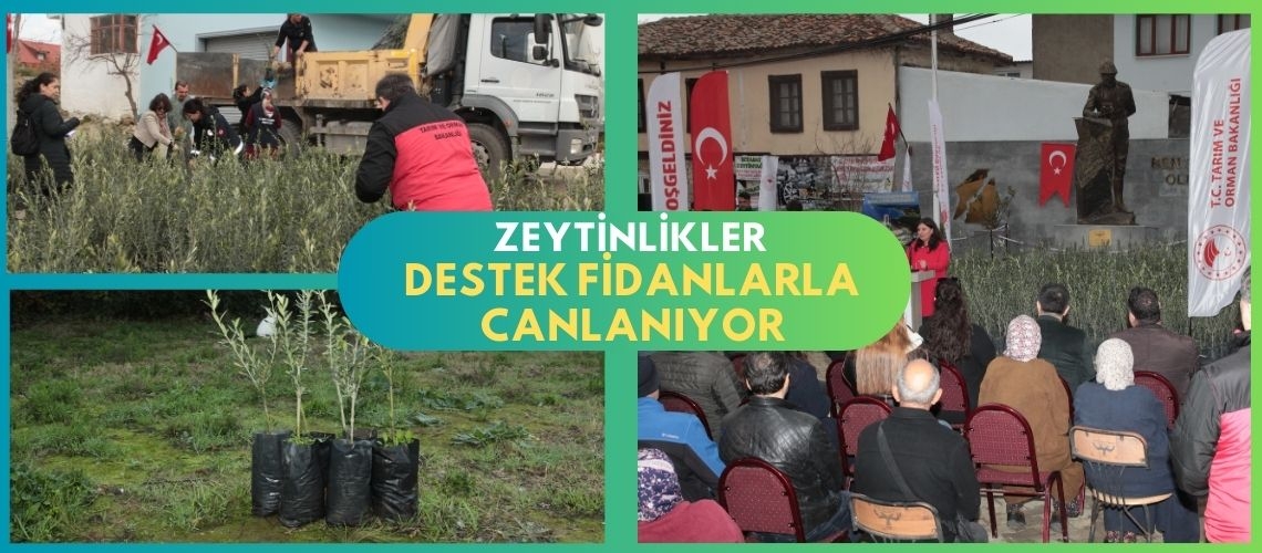 Zeytinlikler destek fidanlarla canlanıyor