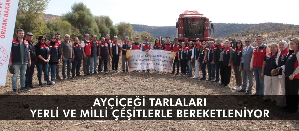 Ayçiçeği tarlaları yerli ve milli çeşitlerle bereketleniyor