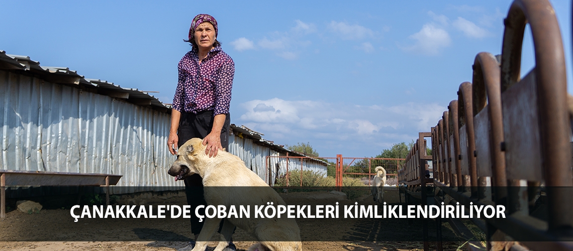 Çanakkale'de çoban köpekleri kimliklendiriliyor