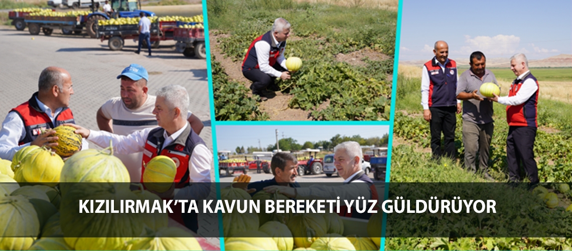 Kızılırmak’ta kavun bereketi yüz güldürüyor