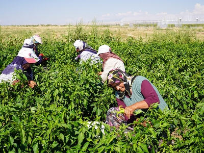 Saha ziyaretleri hem tarlada hem pazarda devam ediyor