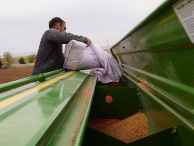 Çankırı’da kuraklığa dayanıklı buğday çeşitleri yaygınlaşıyor