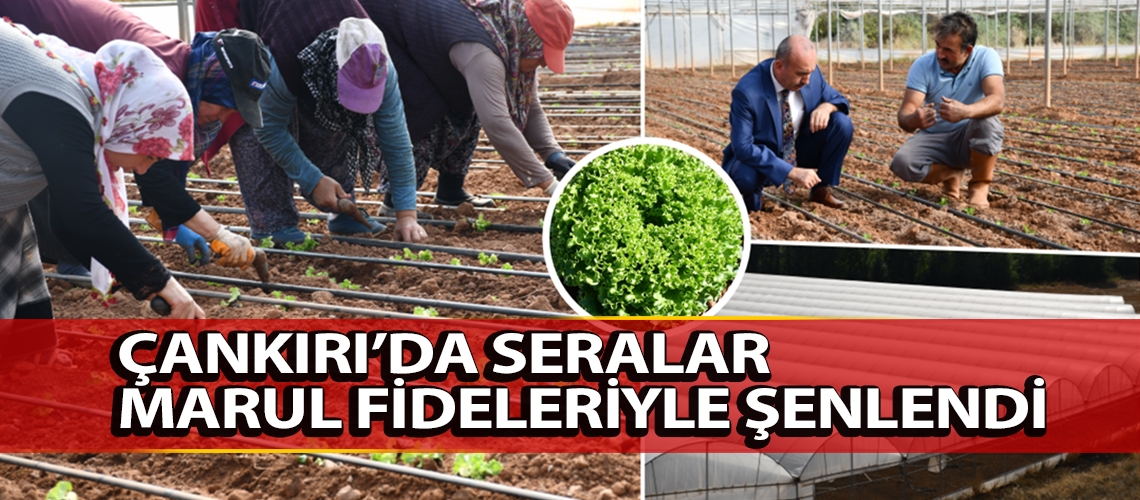 Çankırı’da seralar marul fideleriyle şenlendi