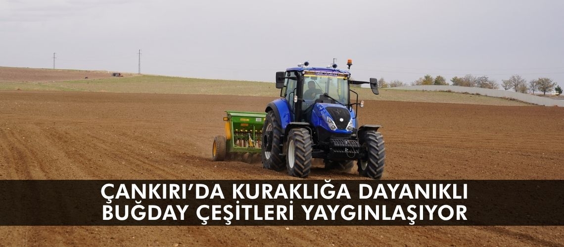 Çankırı’da kuraklığa dayanıklı buğday çeşitleri yaygınlaşıyor