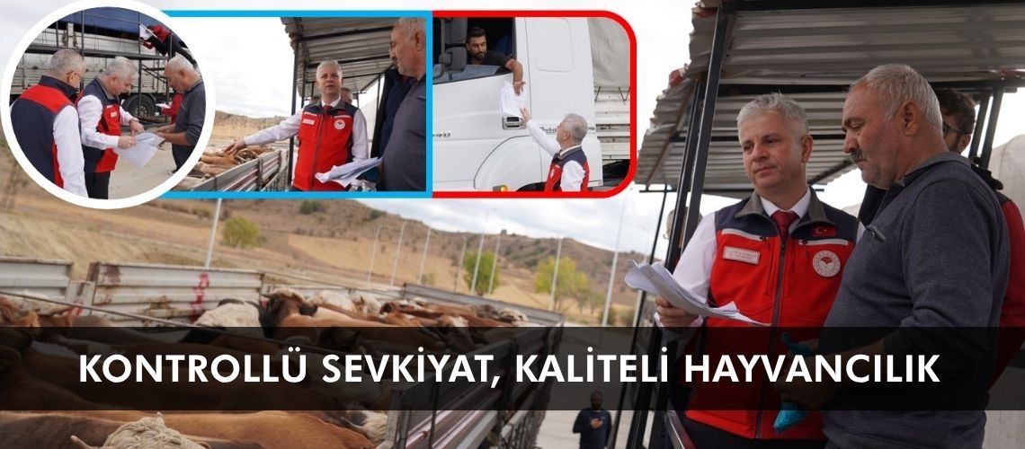 Kontrollü sevkiyat, kaliteli hayvancılık