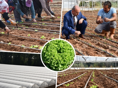 Çankırı’da seralar marul fideleriyle şenlendi