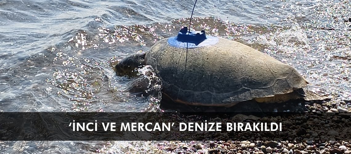 ‘İnci ve Mercan’ denize bırakıldı