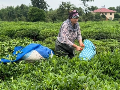 ÇAYKUR’dan “acele etmeyin” uyarısı