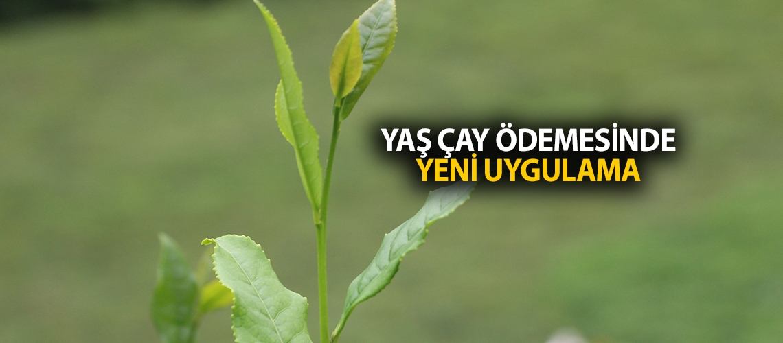 Yaş çay ödemesinde yeni uygulama