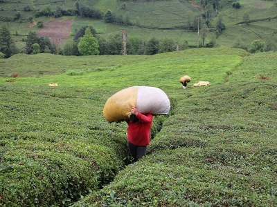 Yaş çay ödemesinde yeni uygulama