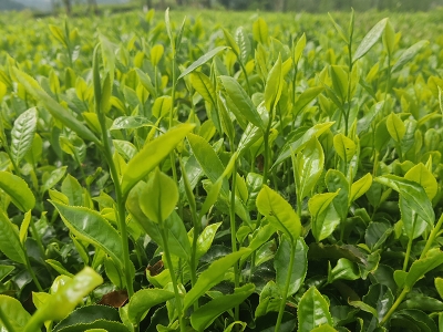 Çay üreticilerine fiyat müjdesi