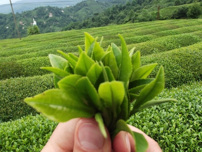 Çay üreticisine destek ödemesi başlıyor