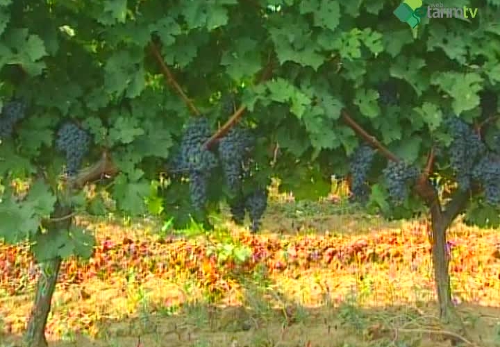 Çekirdeksiz Kuru Üzüm Yetiştiriciliği