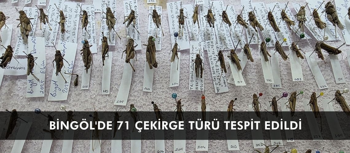Bingöl'de 71 çekirge türü tespit edildi