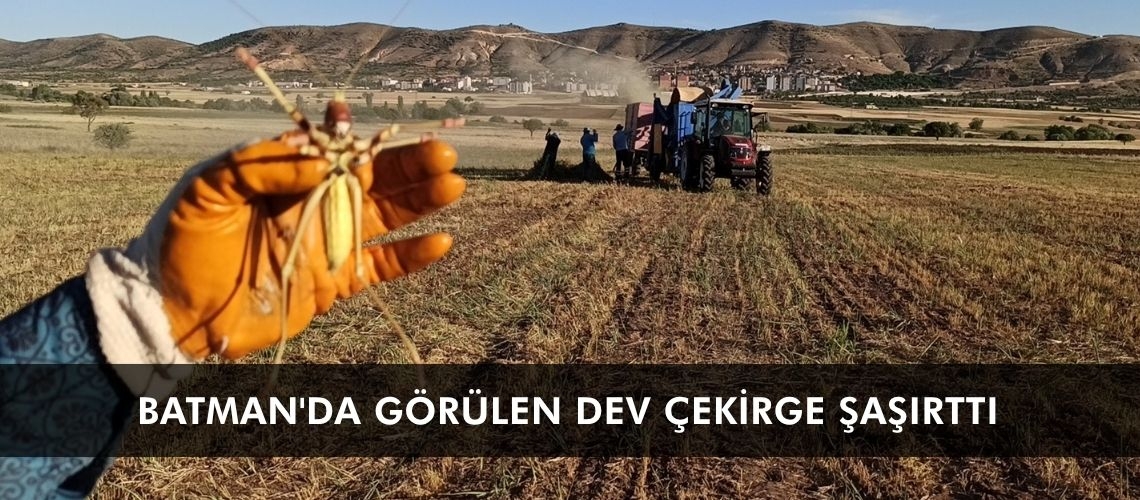 Batman'da görülen dev çekirge şaşırttı