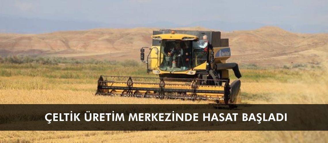 Çeltik üretim merkezinde hasat başladı
