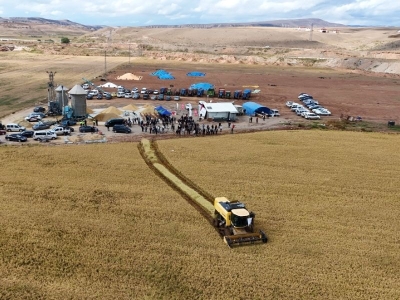 Çankırı’da çeltik için hasat zamanı