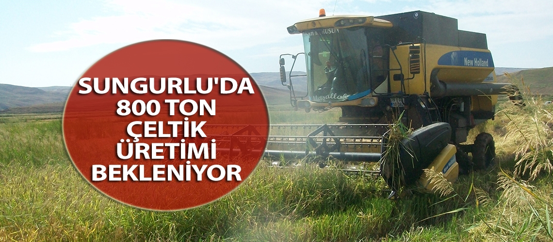 Sungurlu'da 800 ton çeltik üretimi bekleniyor