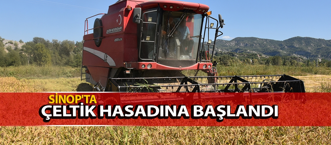 Sinop'ta çeltik hasadına başlandı