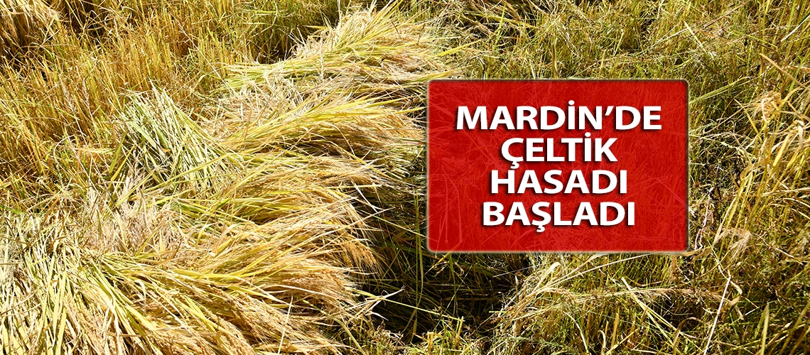 Mardin’de çeltik hasadı başladı