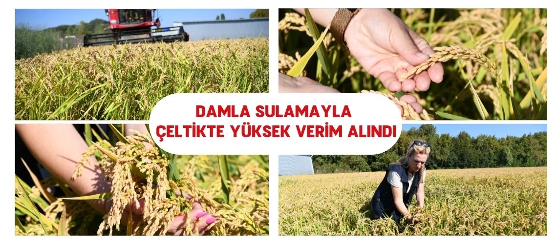 Damla sulamayla çeltikte yüksek verim alındı