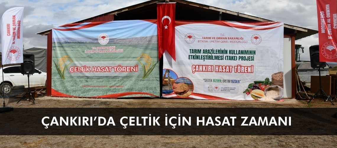 Çankırı’da çeltik için hasat zamanı