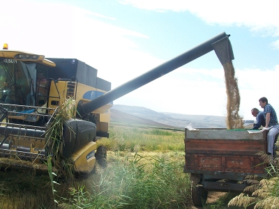 Sungurlu'da 800 ton çeltik üretimi bekleniyor