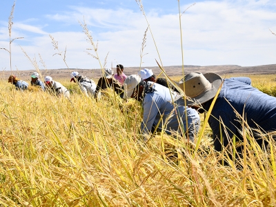 Mardin’de çeltik hasadı başladı