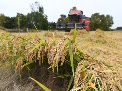 Damlaya Damlaya Çeltik Oluyor