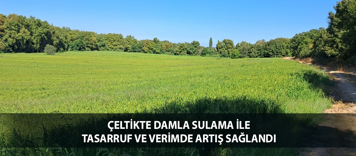 Çeltikte damla sulama ile tasarruf ve verimde artış sağlandı