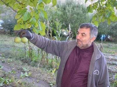 Muş'ta ceviz hasadı başladı