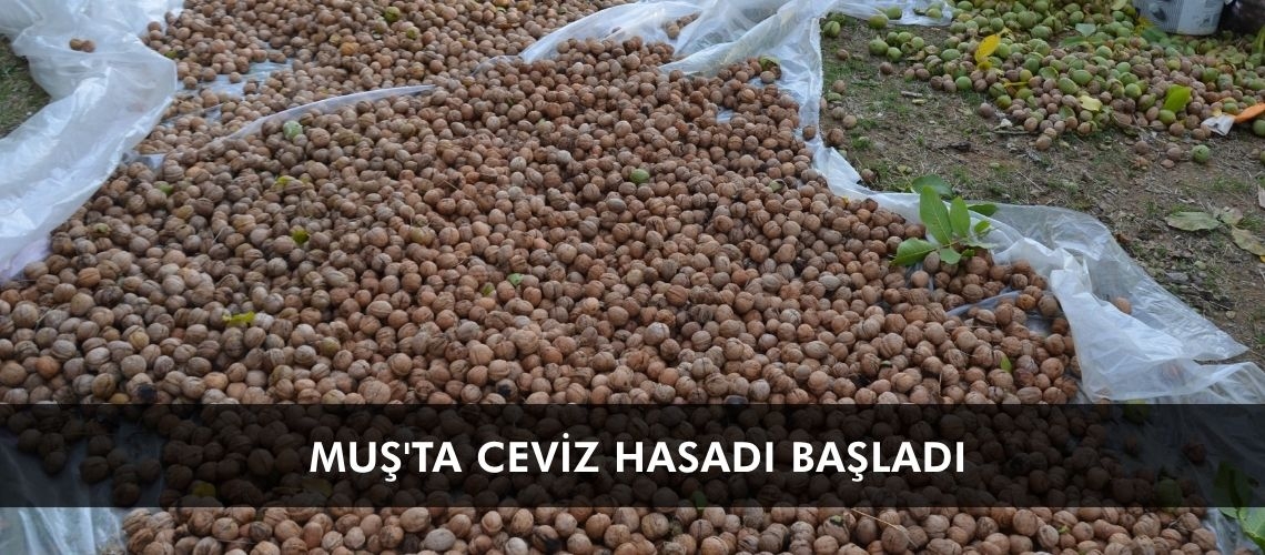 Muş'ta ceviz hasadı başladı